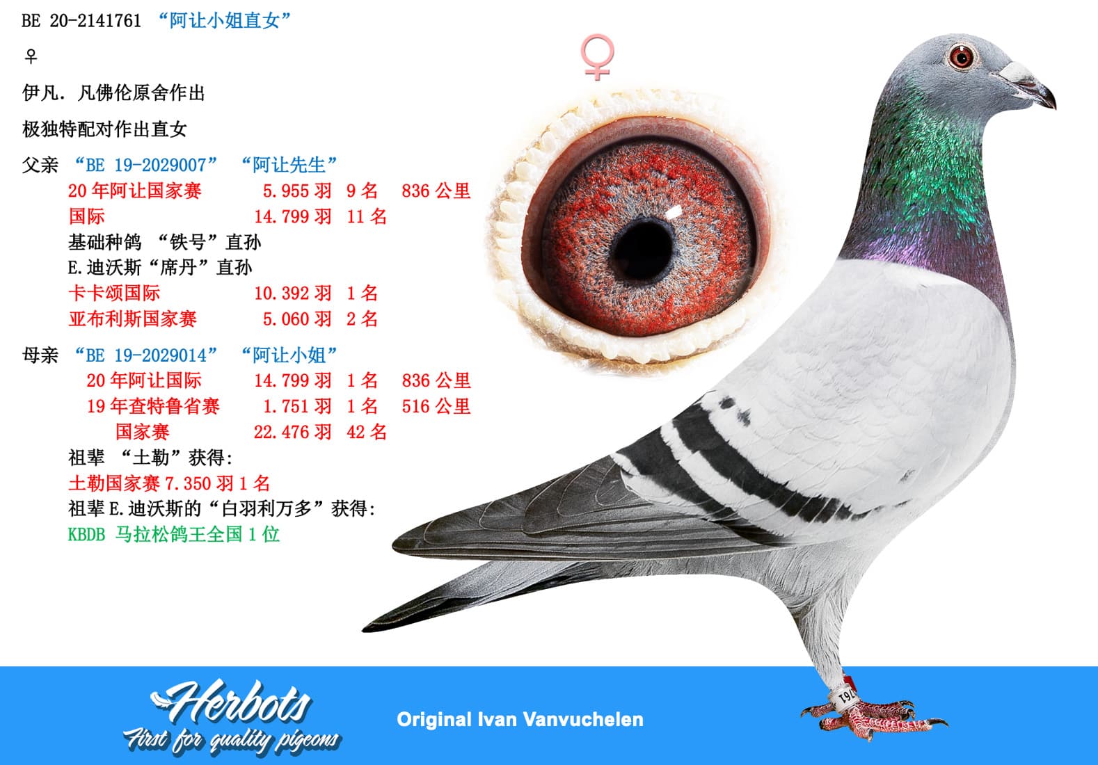 pigeon: “阿让小姐直女”