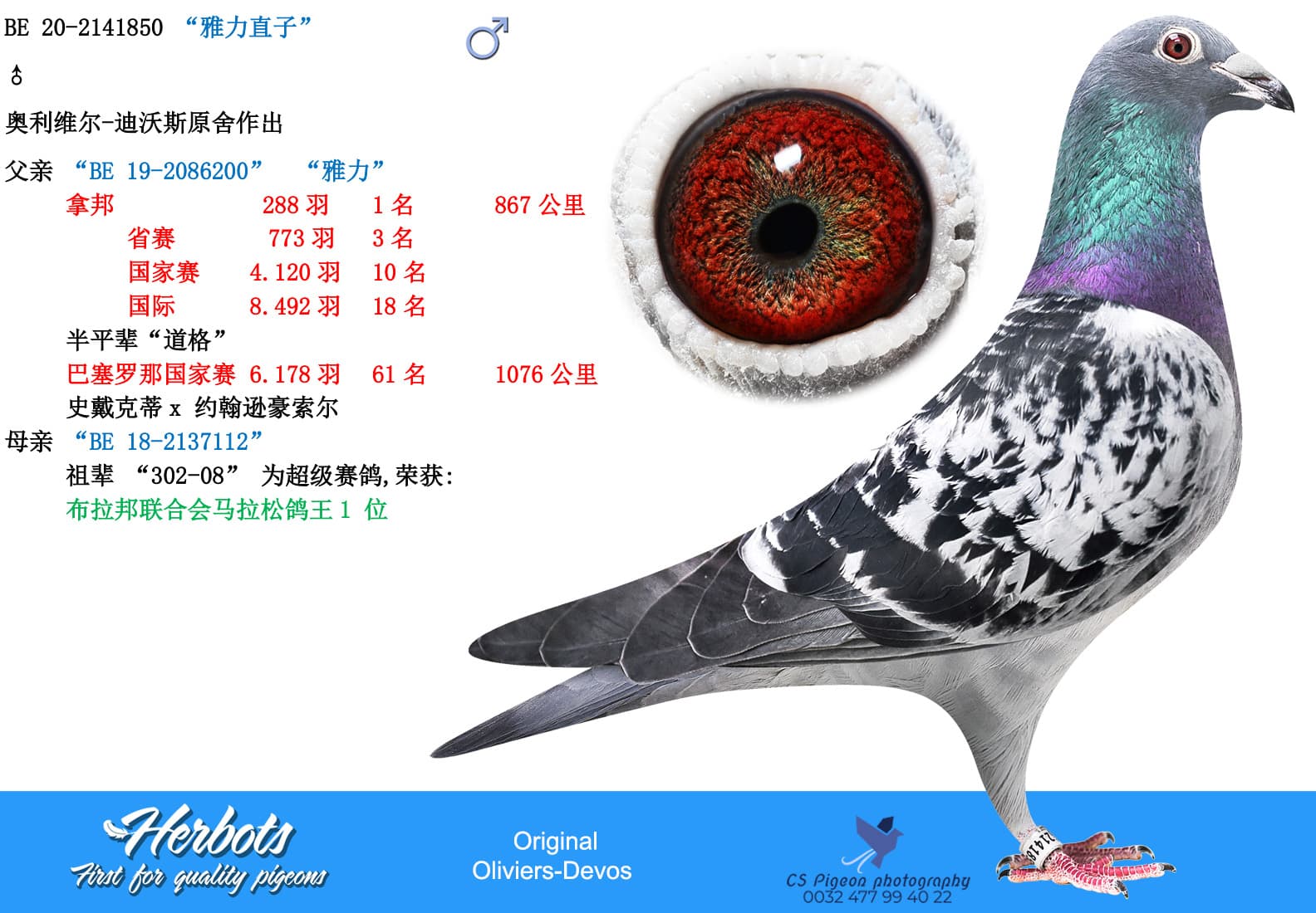 pigeon: “雅力直子”