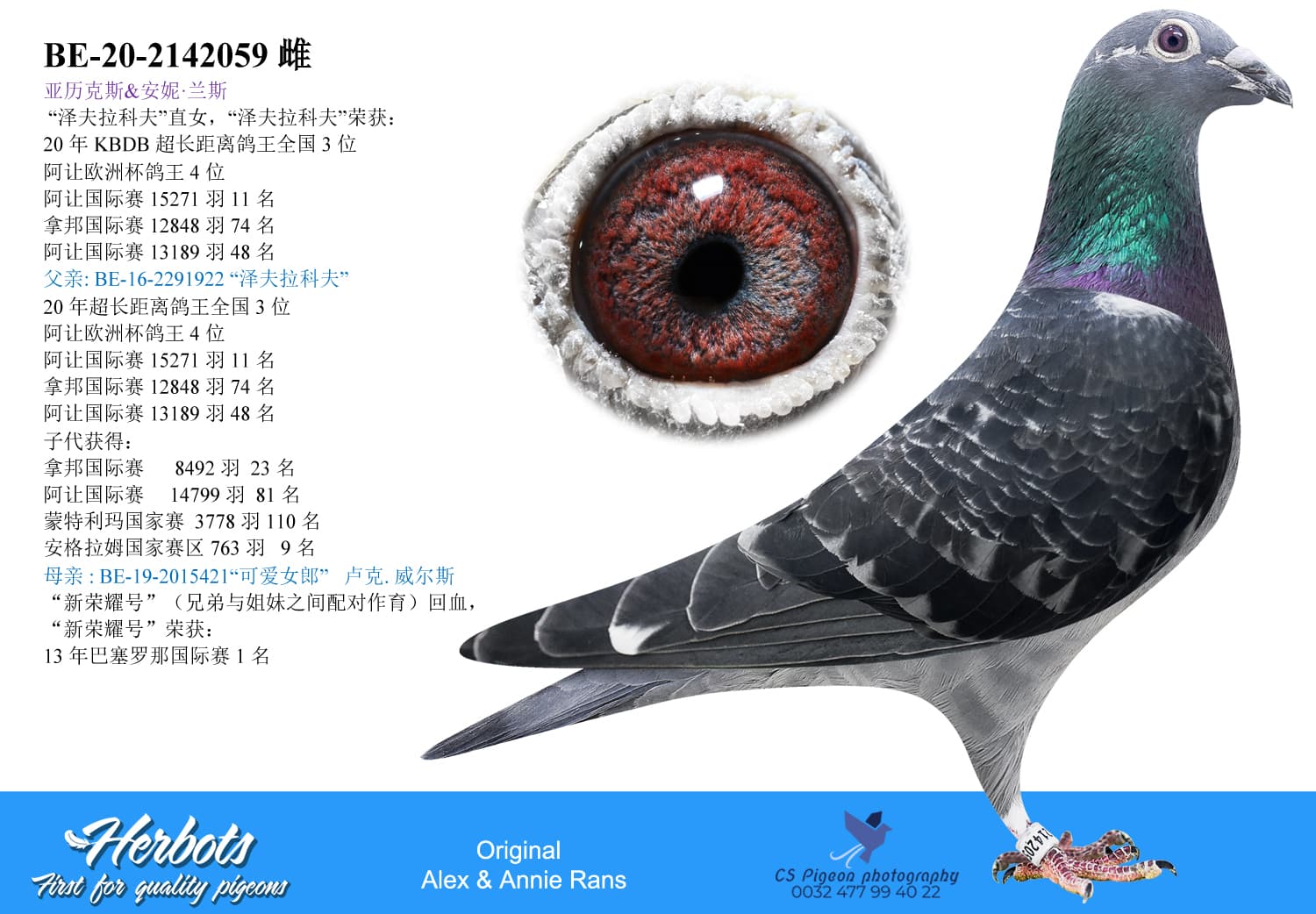 pigeon: undefined