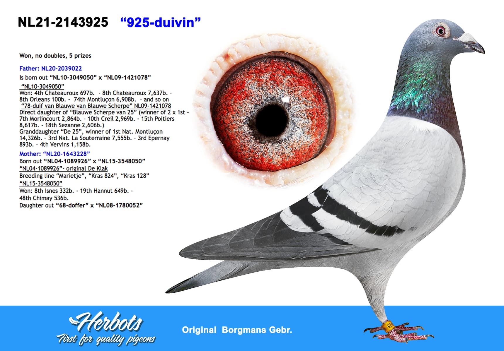 pigeon: undefined