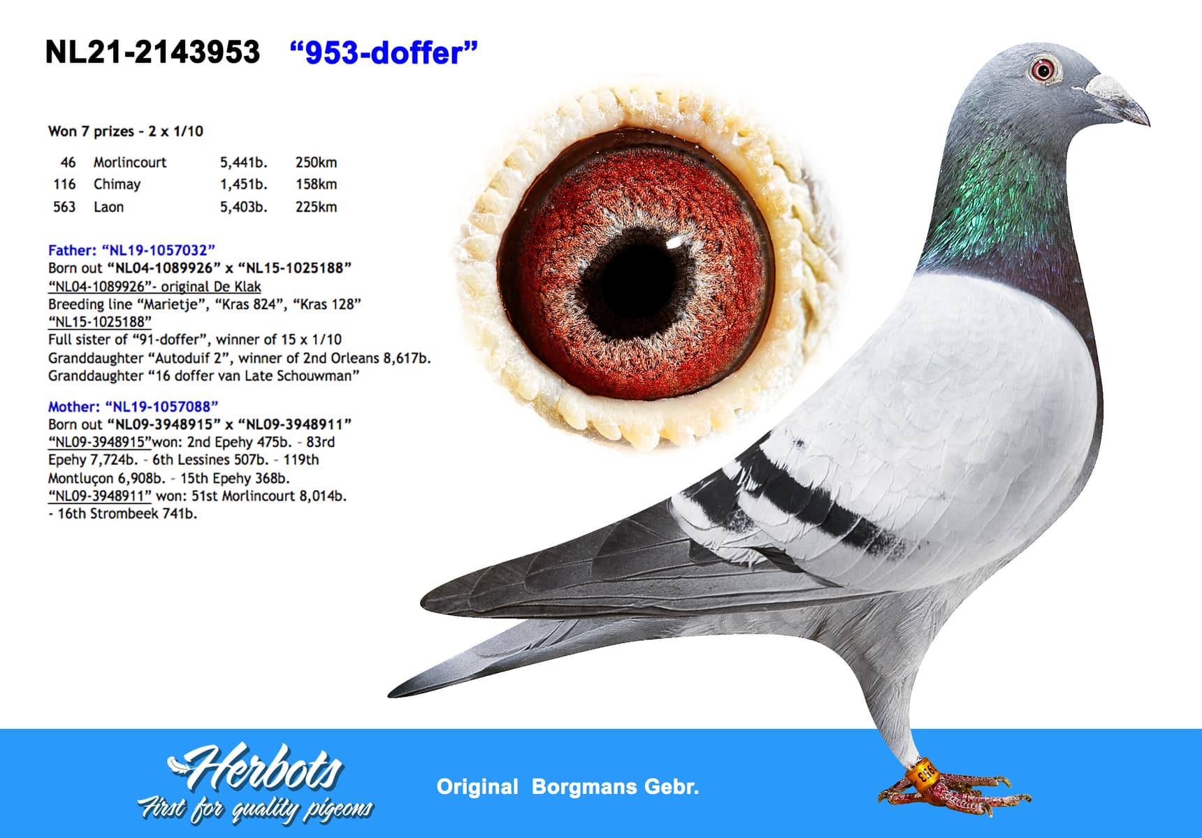 pigeon: undefined