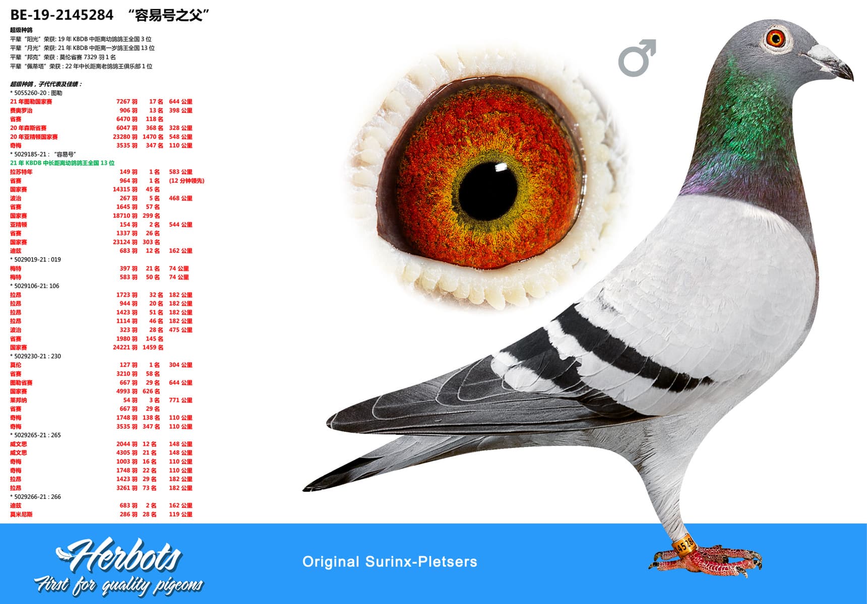 pigeon: undefined