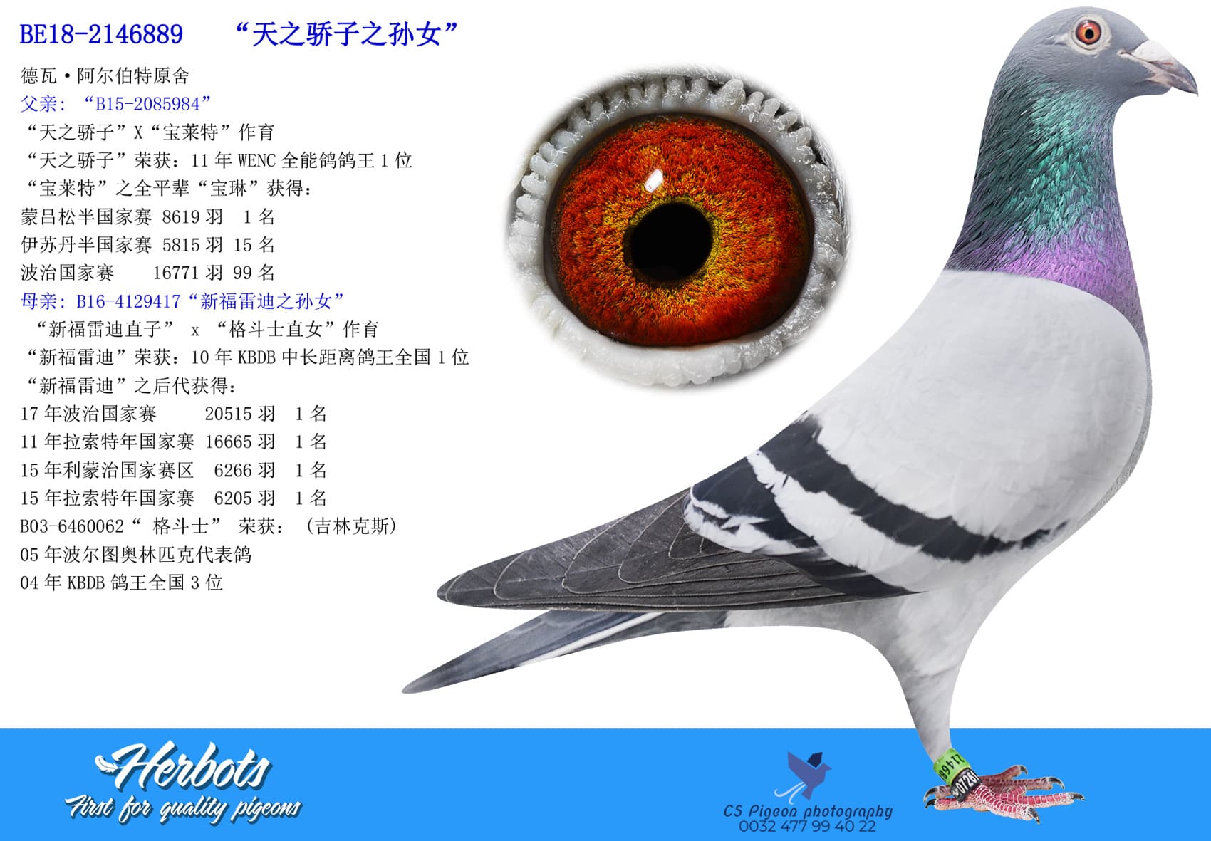 pigeon: “天之骄子之孙女”