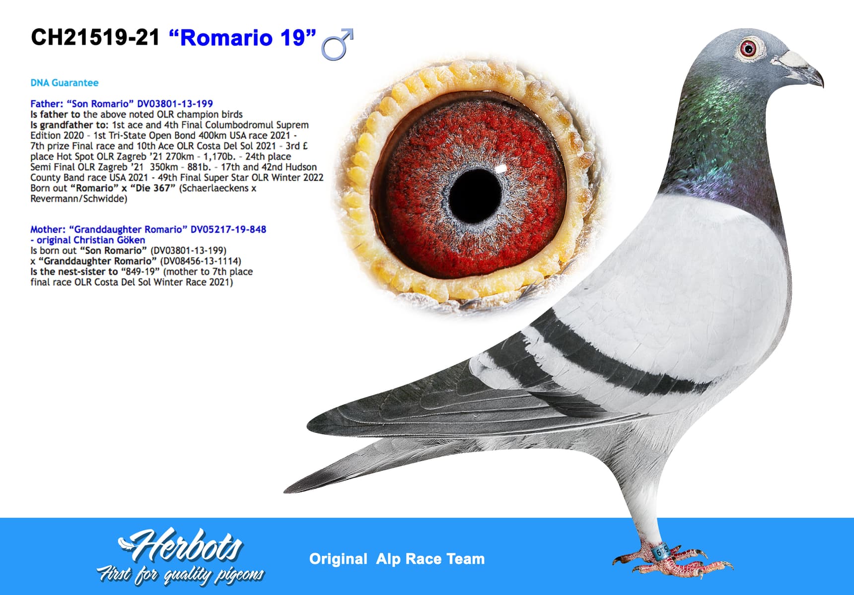 pigeon: “Romario 19”