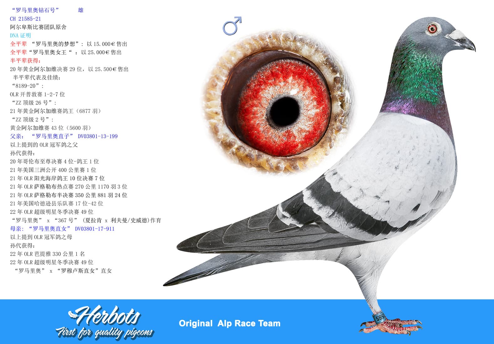 pigeon: “罗马里奥钻石号”