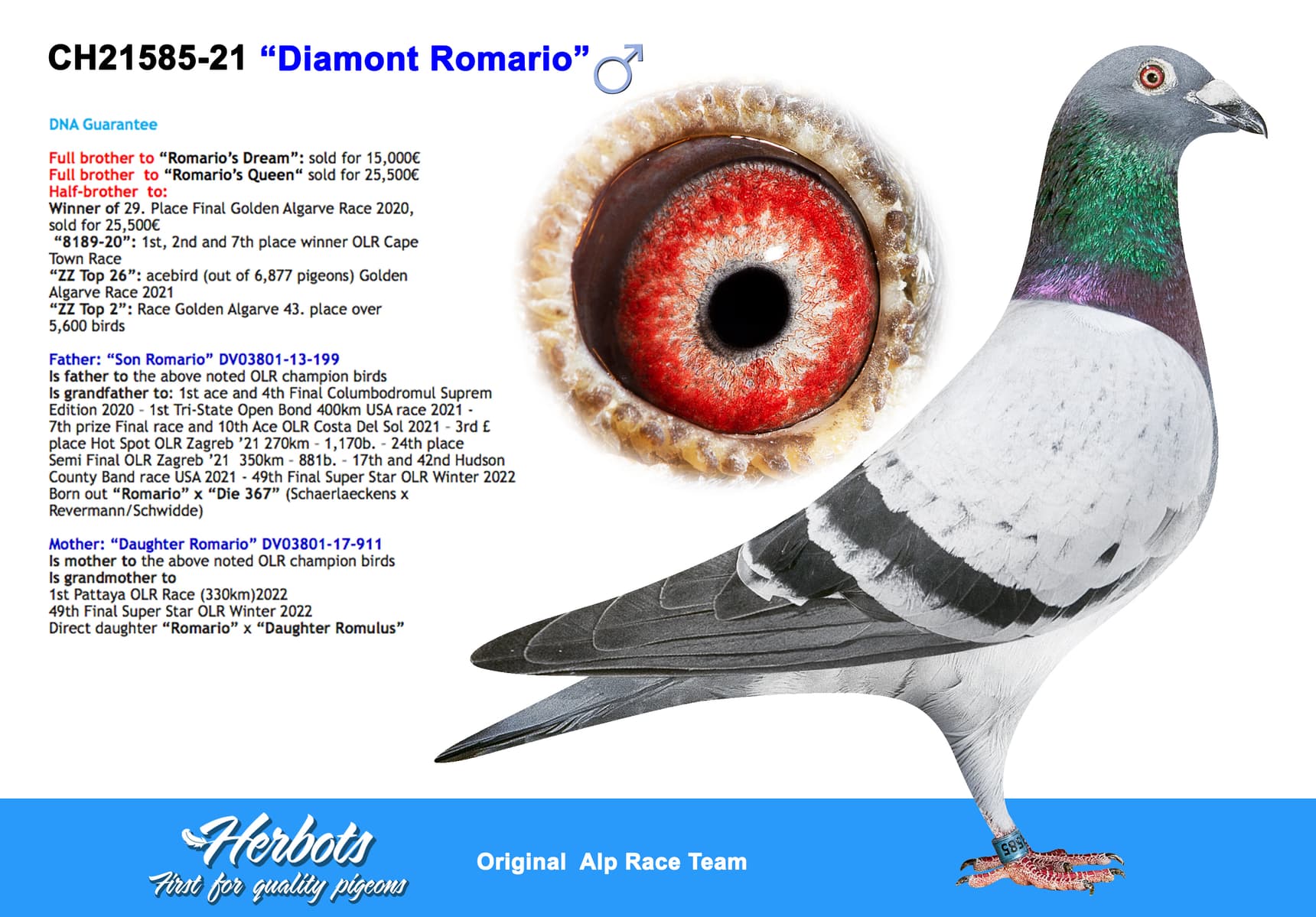 pigeon: “Diamont Romario”