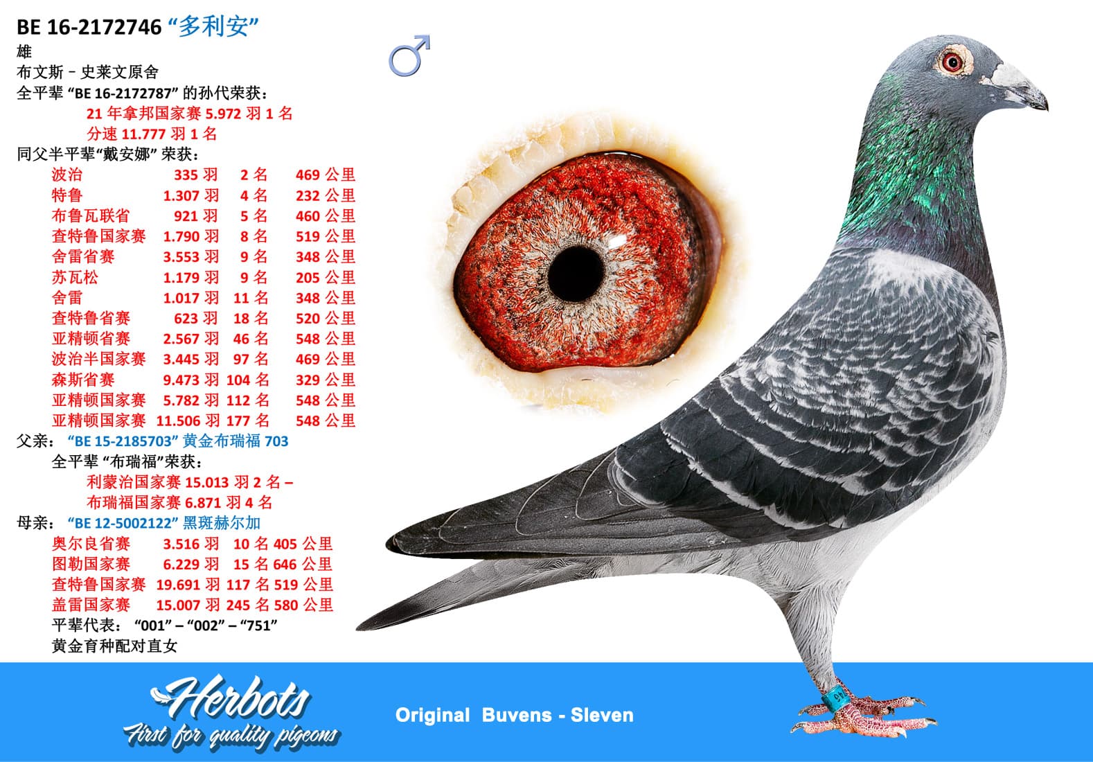 pigeon: undefined