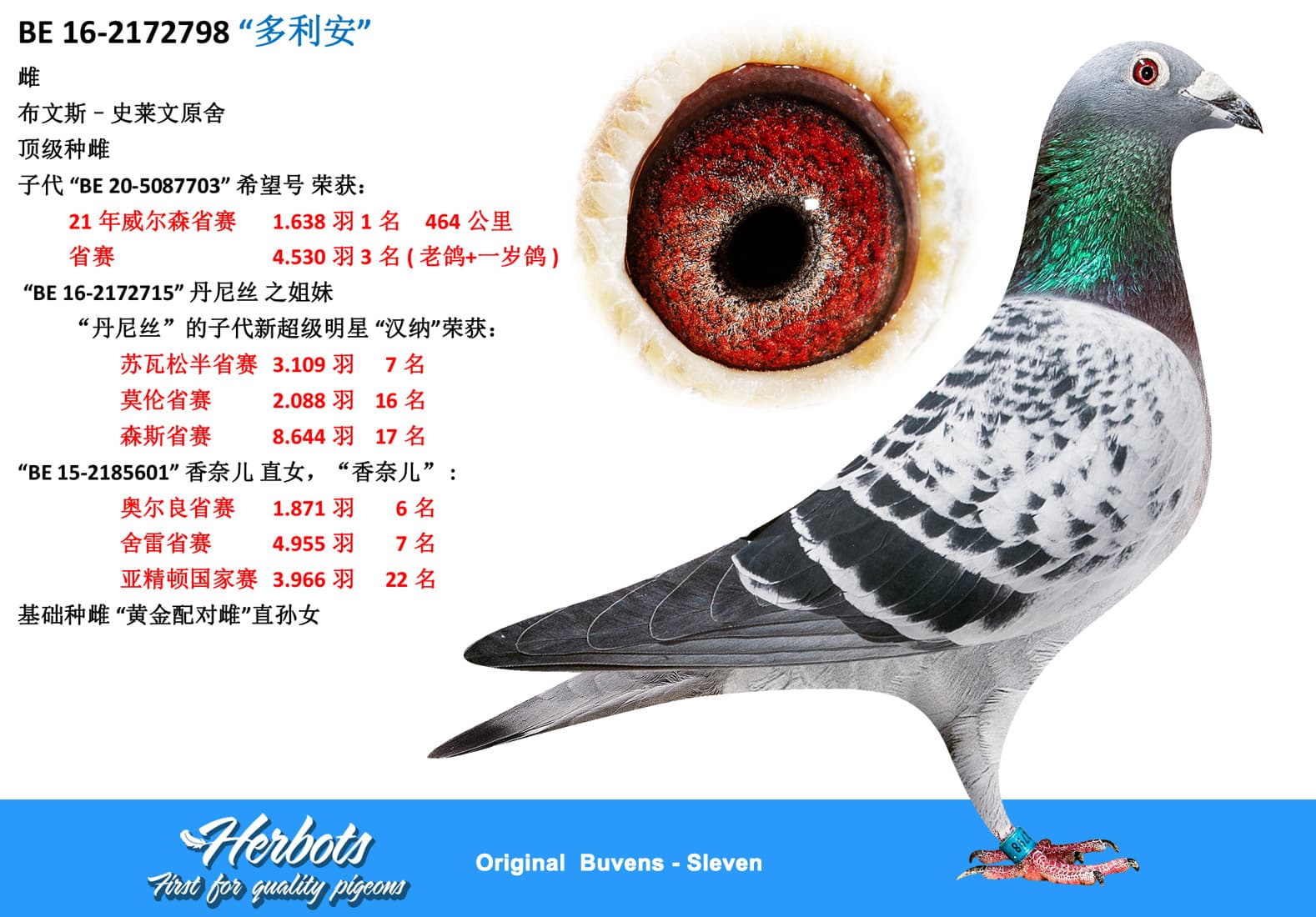 pigeon: undefined