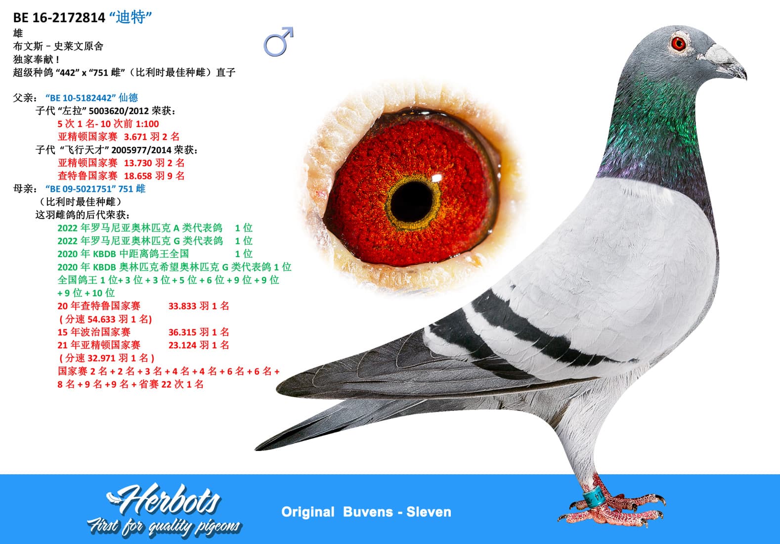 pigeon: undefined