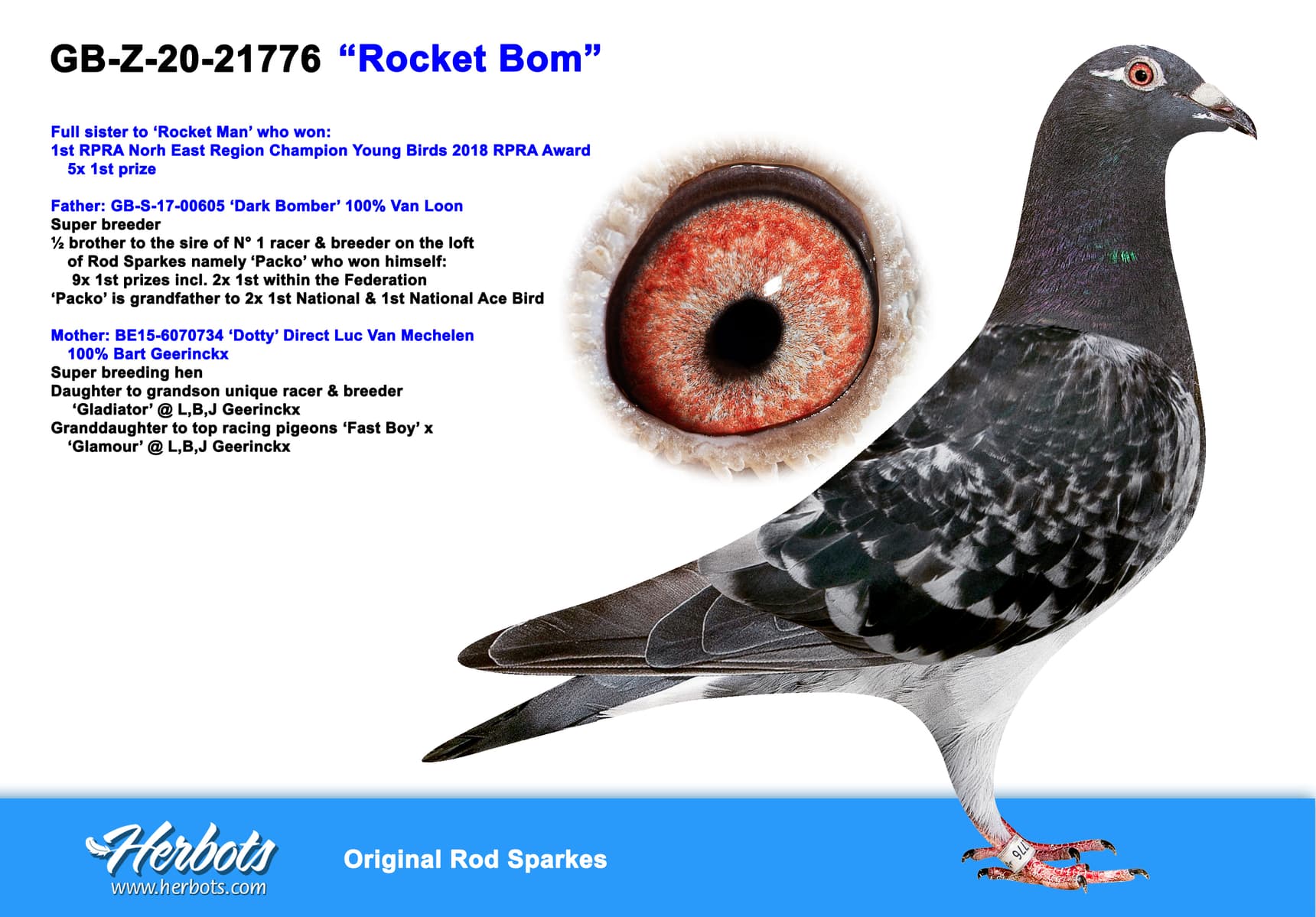 pigeon: undefined