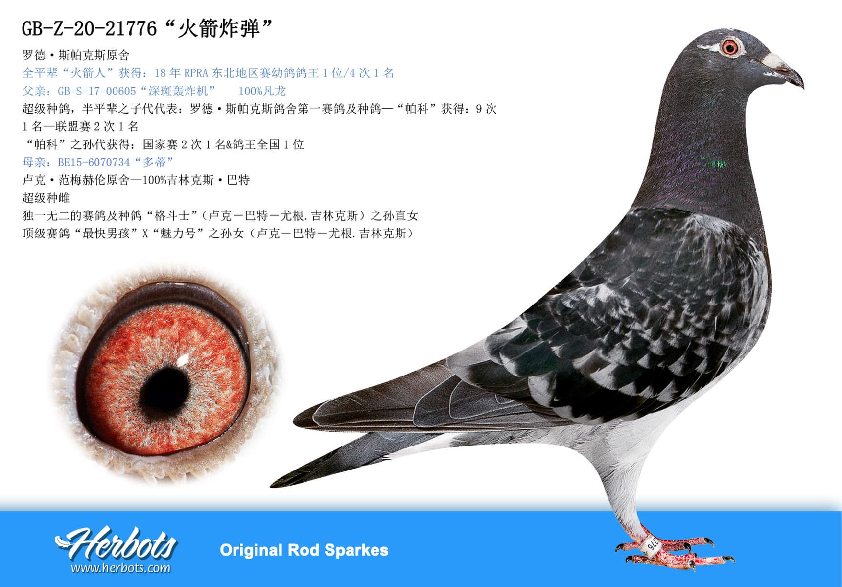 pigeon: “火箭炸弹”
