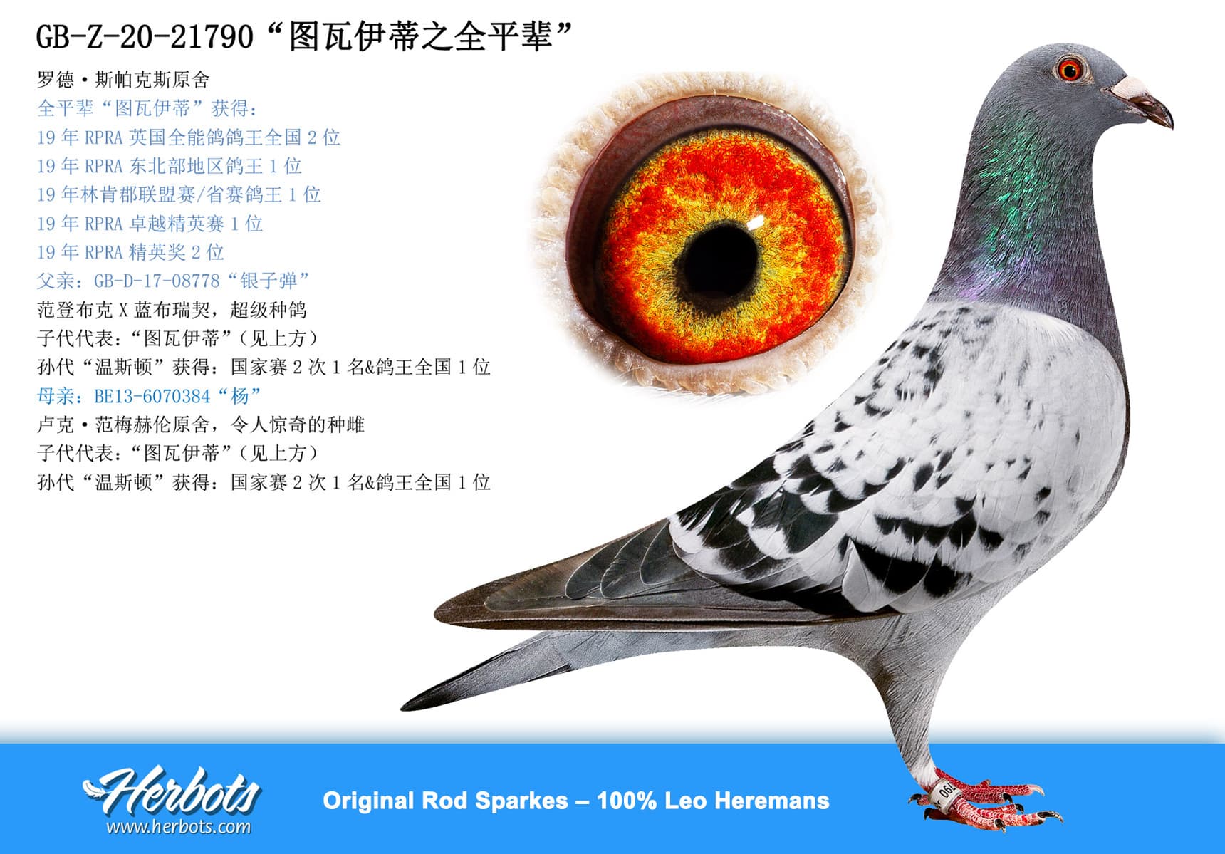 pigeon: “图瓦伊蒂之全平辈”