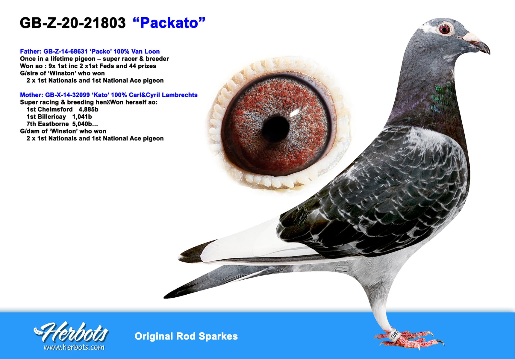 pigeon: undefined