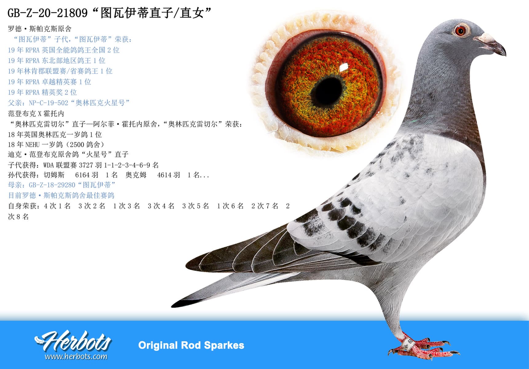 pigeon: “图瓦伊蒂直子/直女”