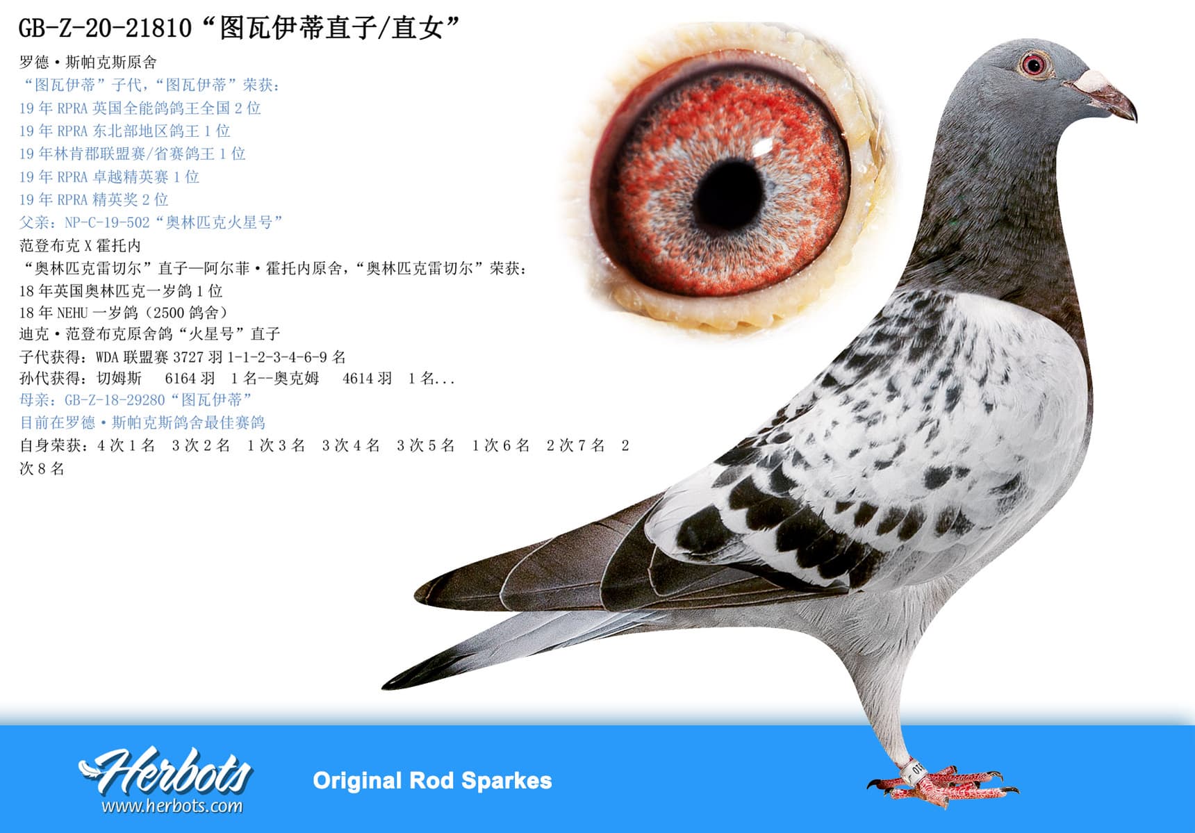 pigeon: “图瓦伊蒂直子/直女”