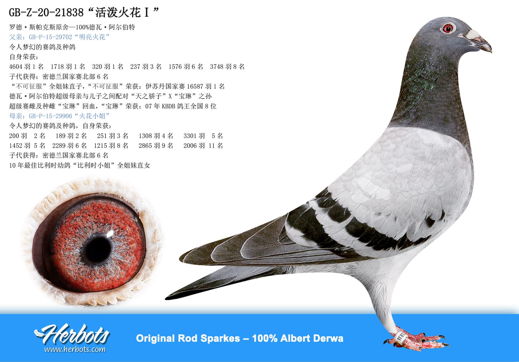 pigeon: “活泼火花Ⅰ”