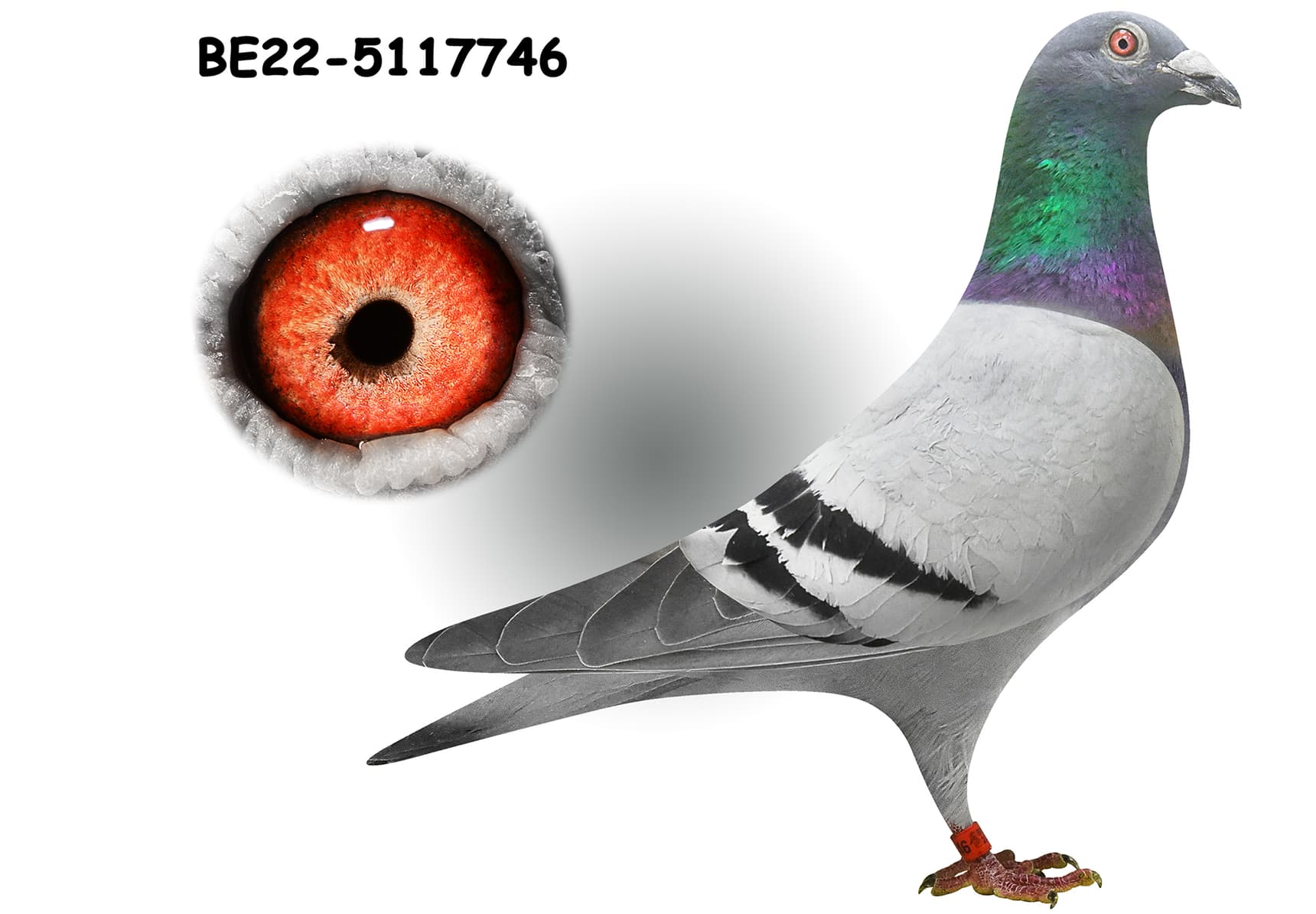 "Kittel Harry 746"
