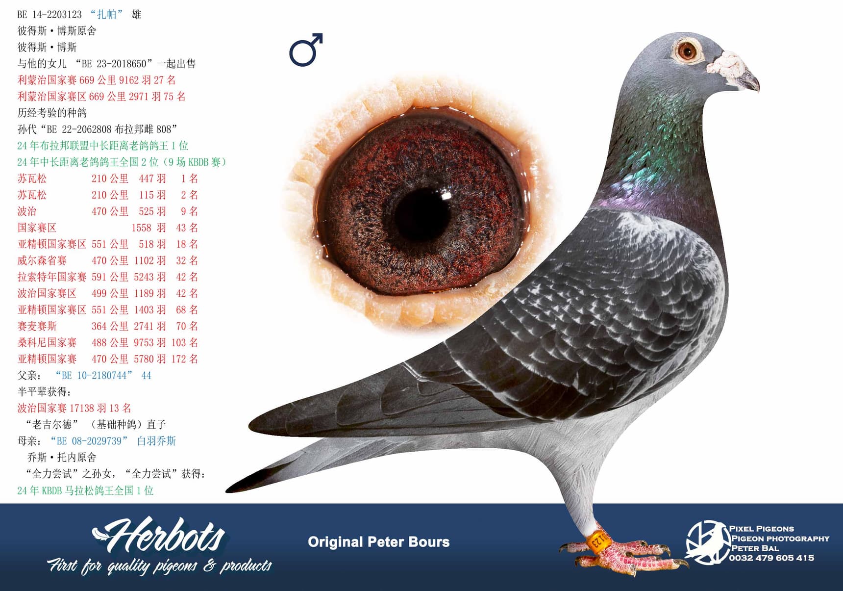 pigeon: “扎帕”