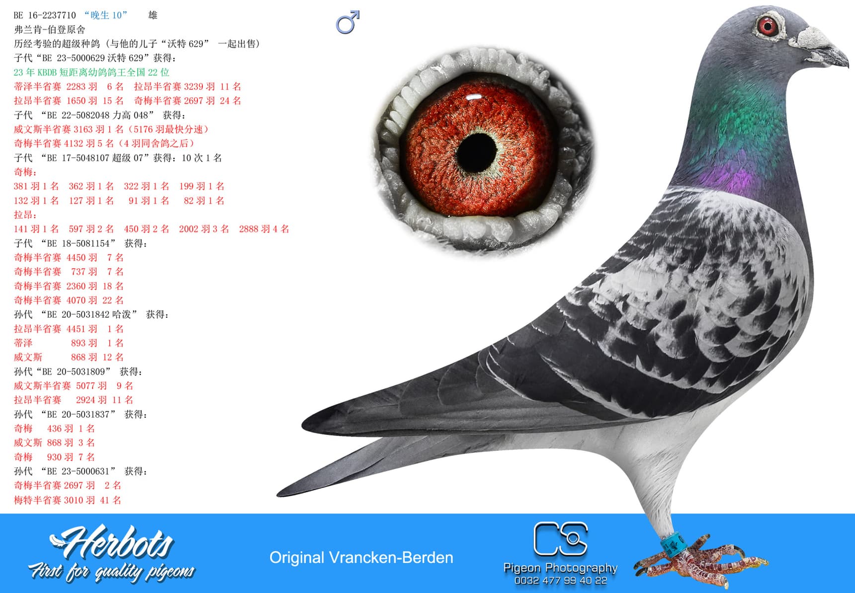pigeon: undefined