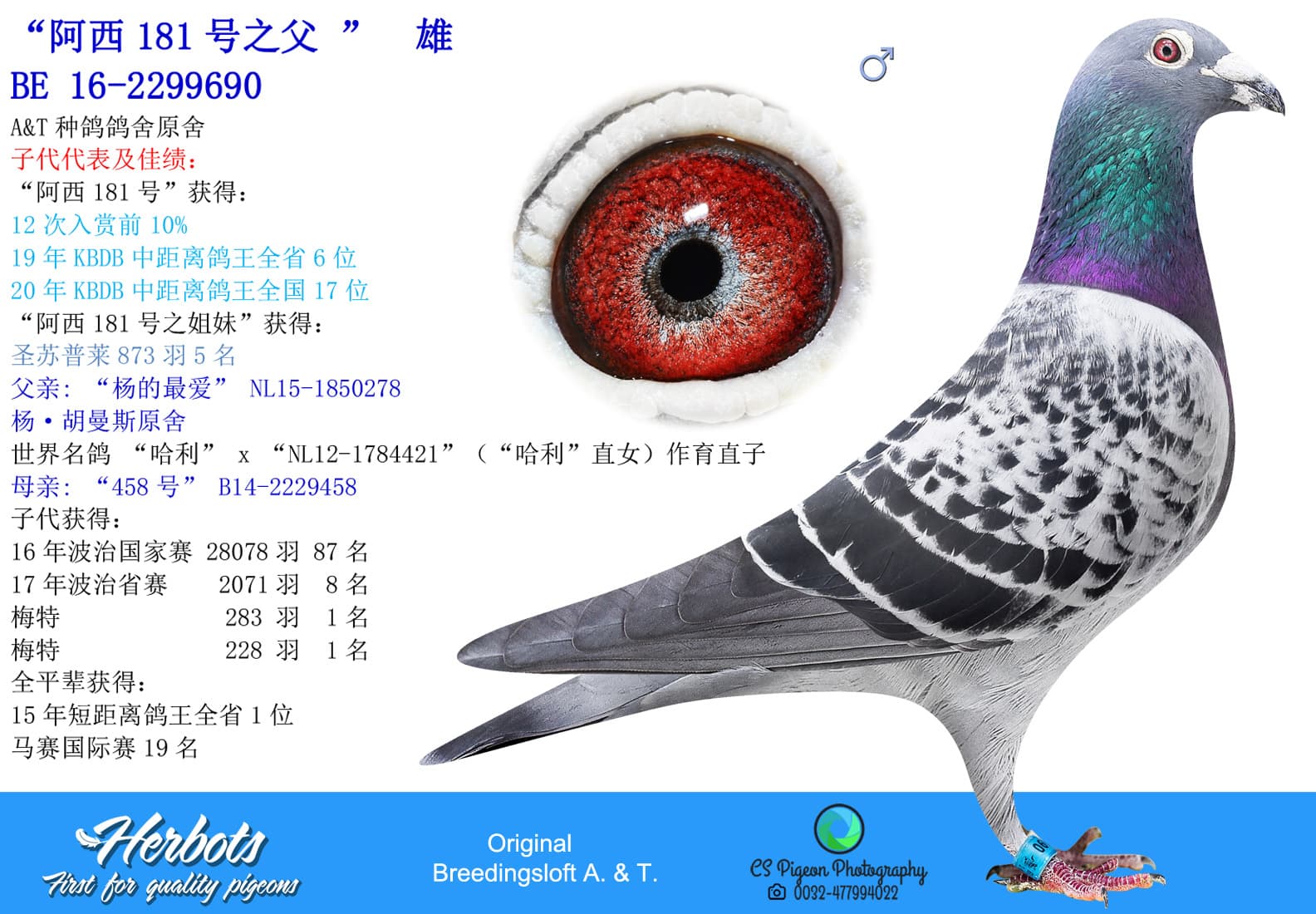 pigeon: undefined