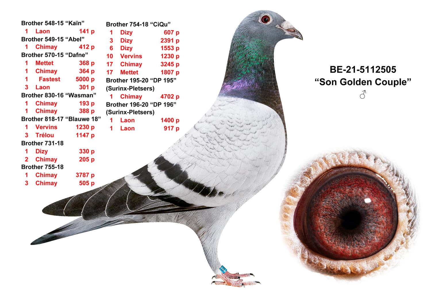 pigeon: undefined