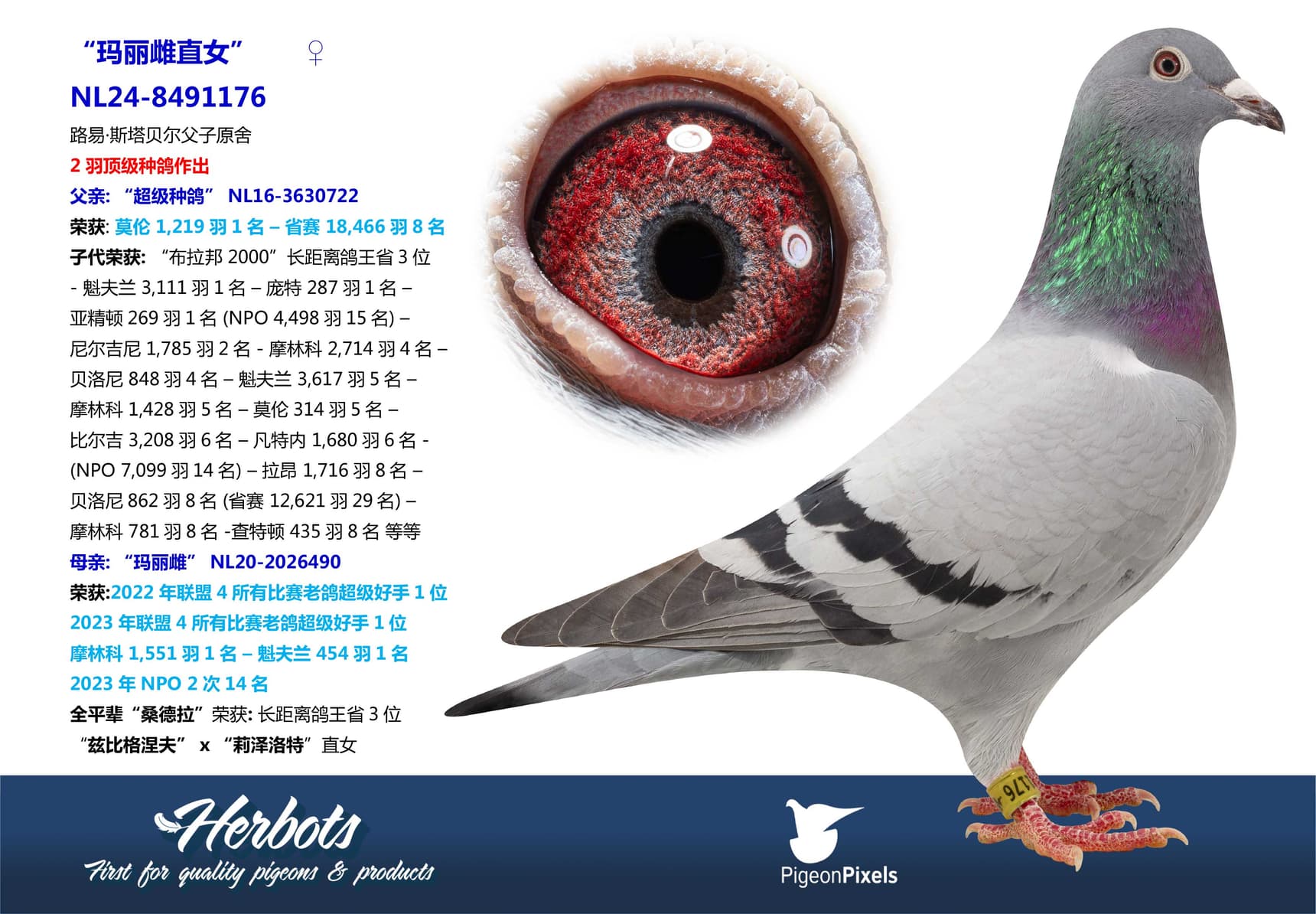 pigeon: “玛丽雌直女”