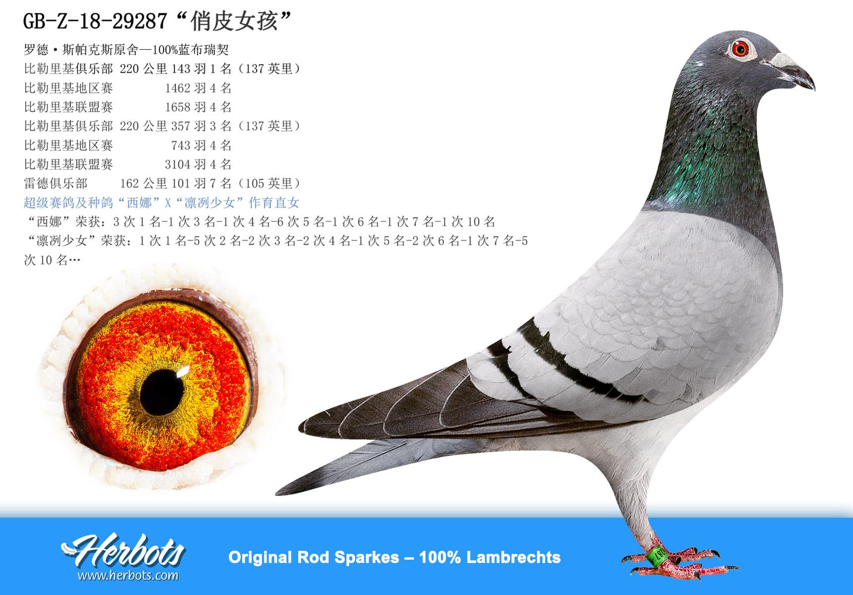 pigeon: “俏皮女孩”