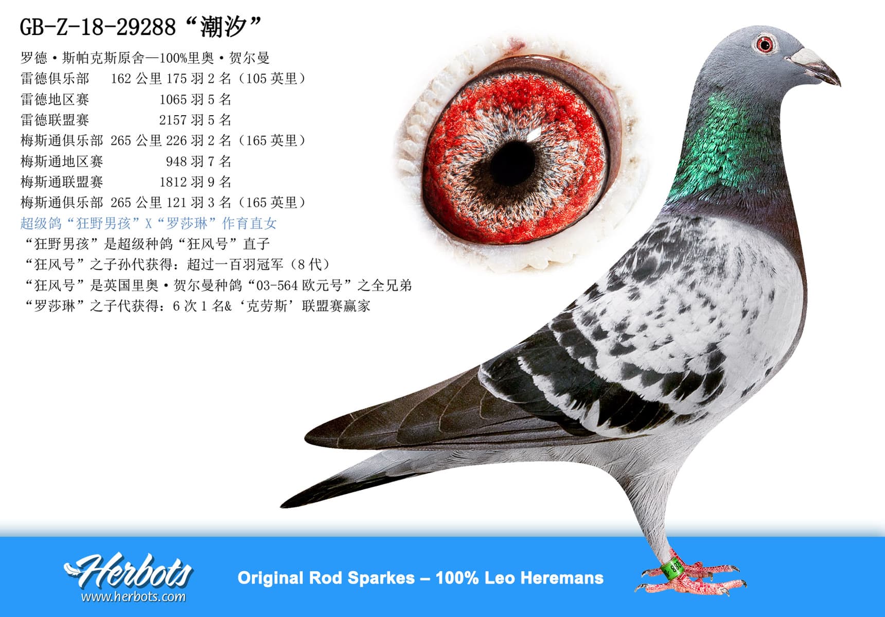 pigeon: “潮汐”