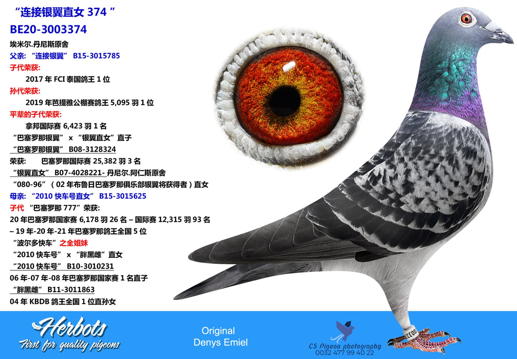 pigeon: “连接银翼直女374 ”