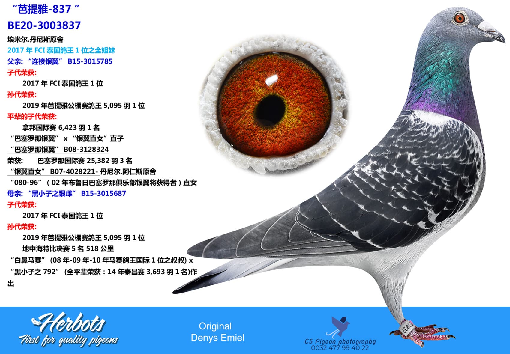 pigeon: “芭提雅-837 ”