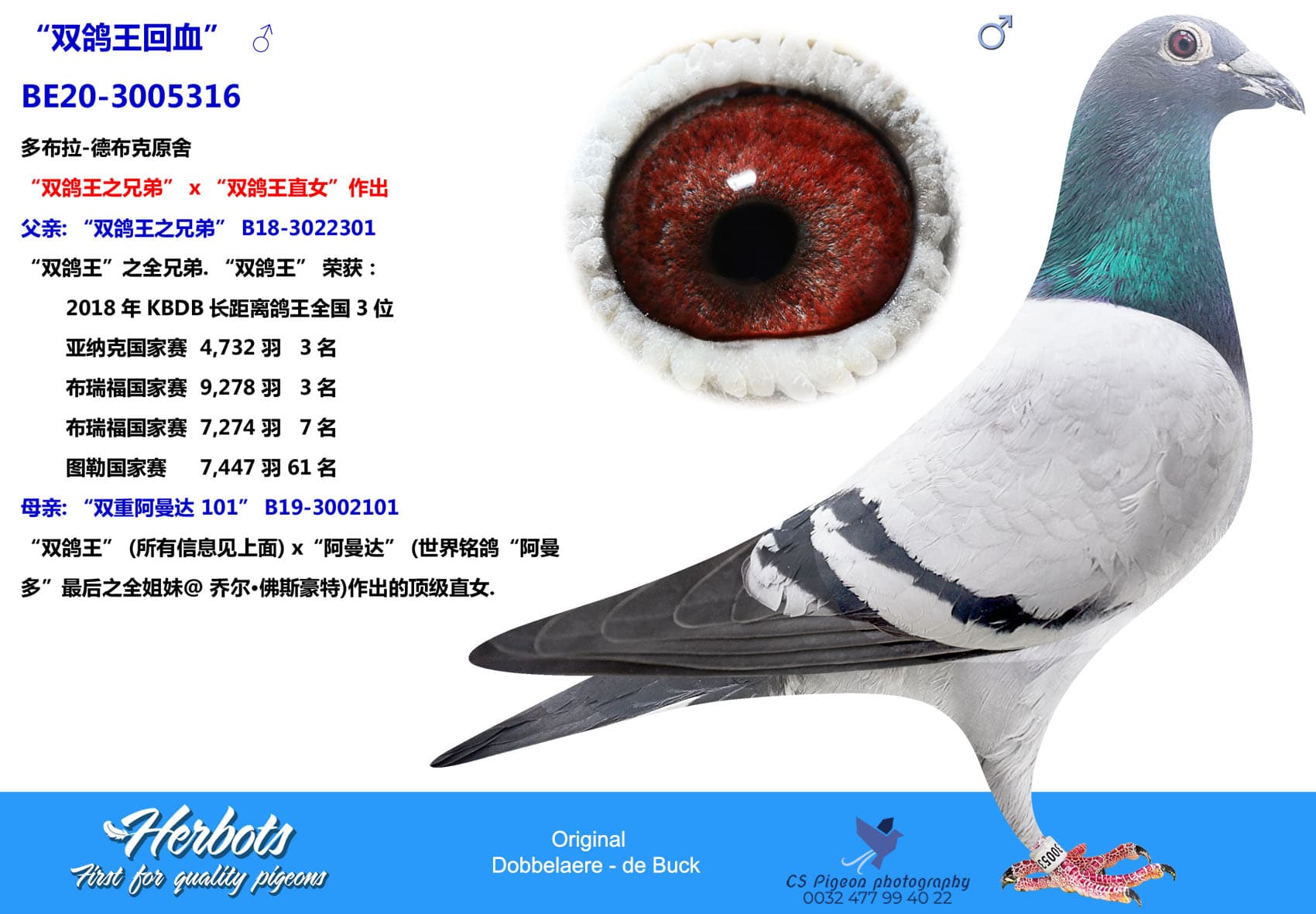 pigeon: “双鸽王回血”