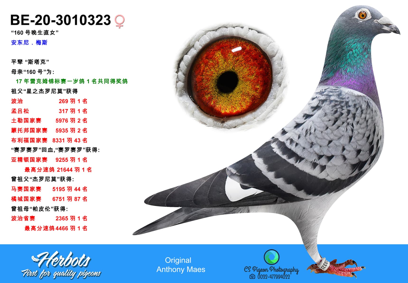 pigeon: undefined