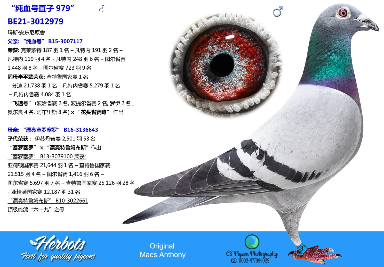pigeon: undefined