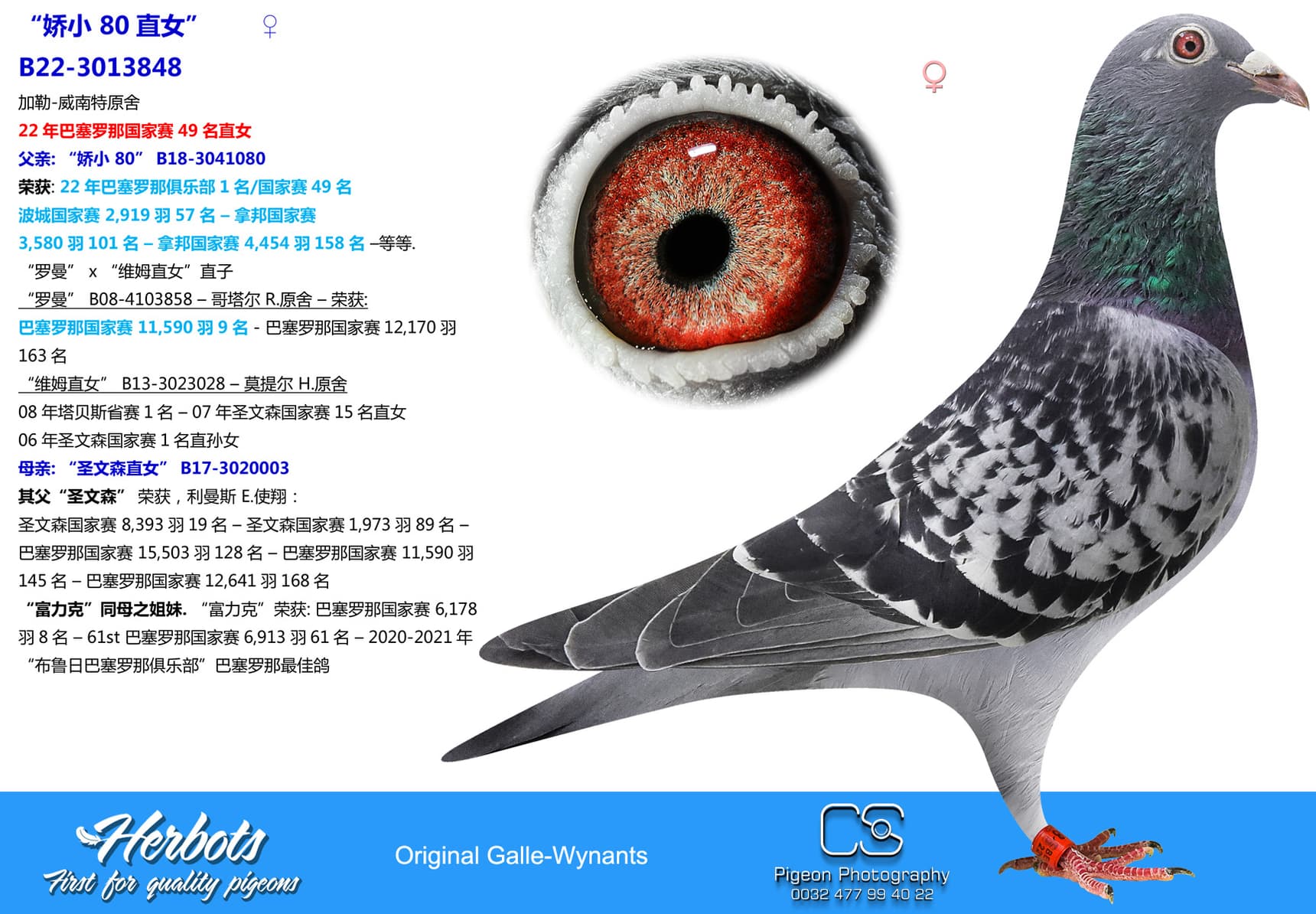 pigeon: undefined