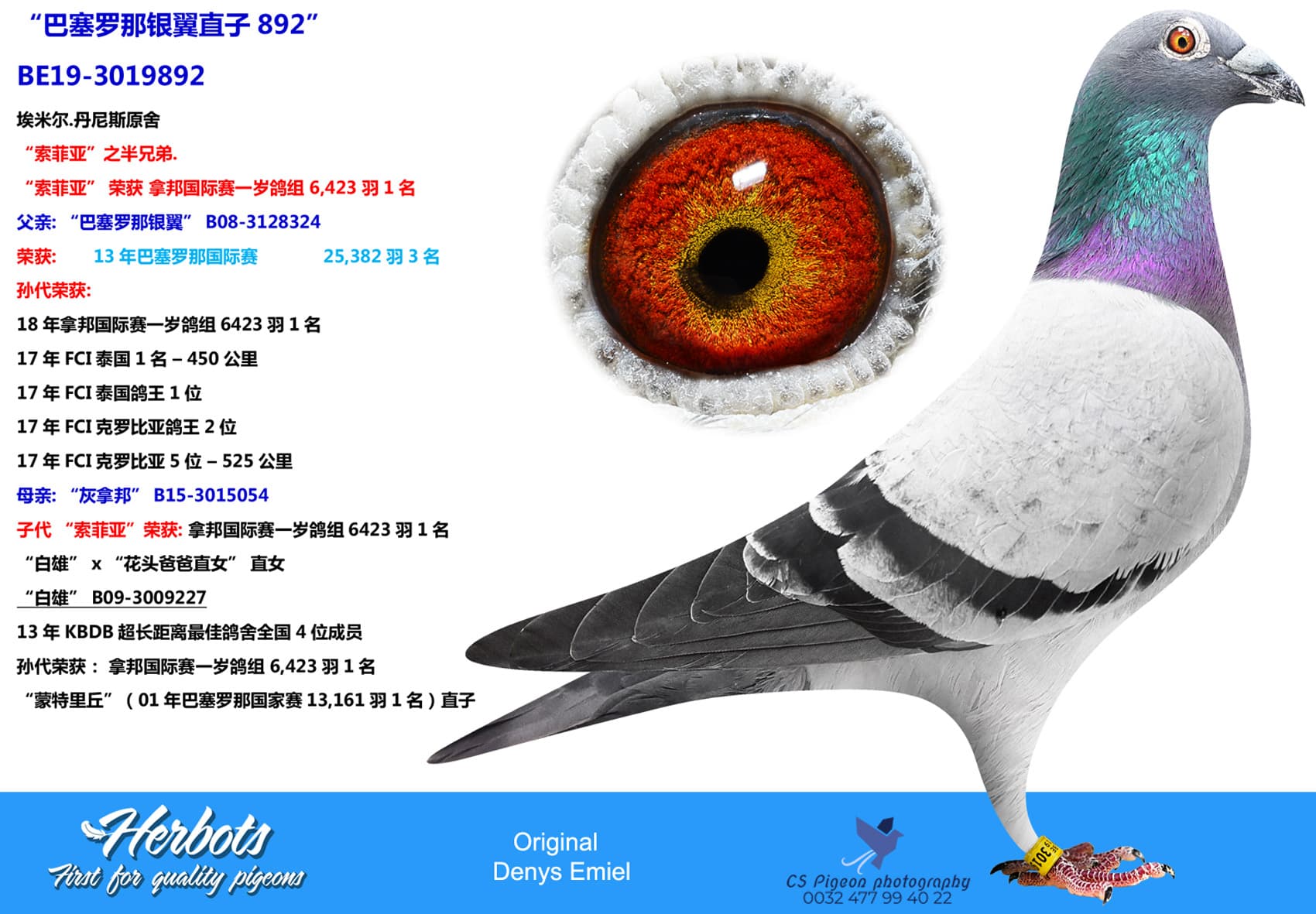 pigeon: “巴塞罗那银翼直子892”