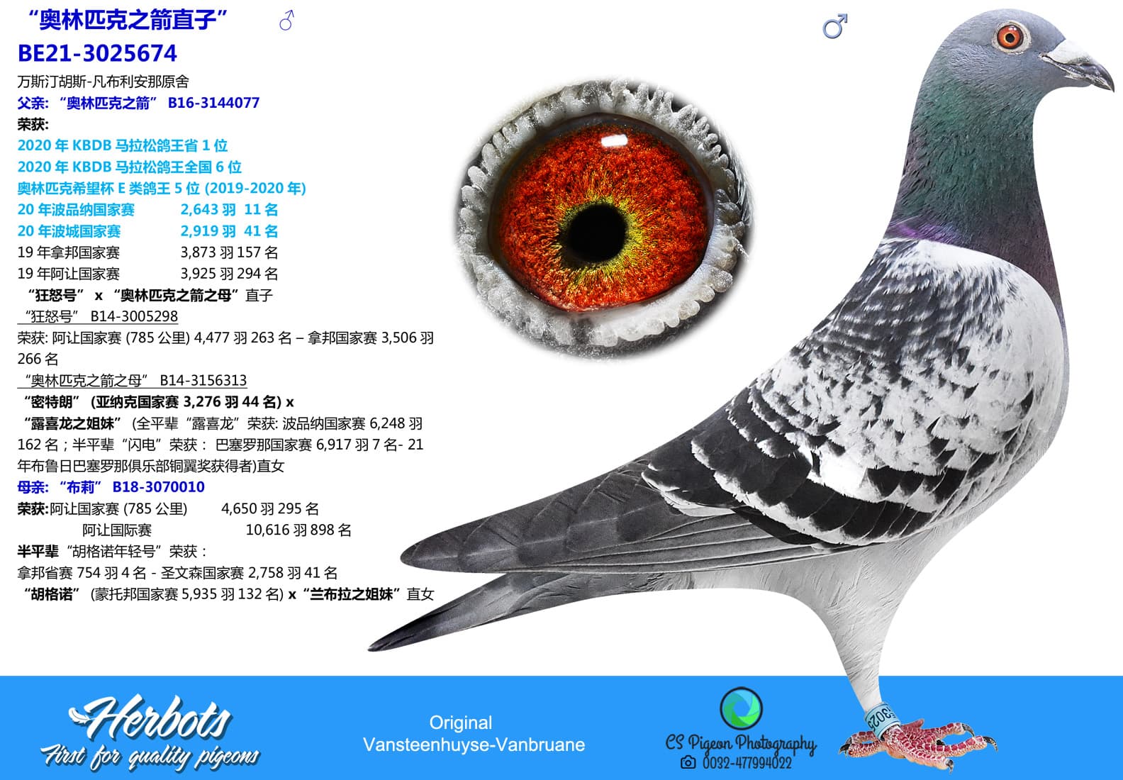 pigeon: “奥林匹克之箭直子”