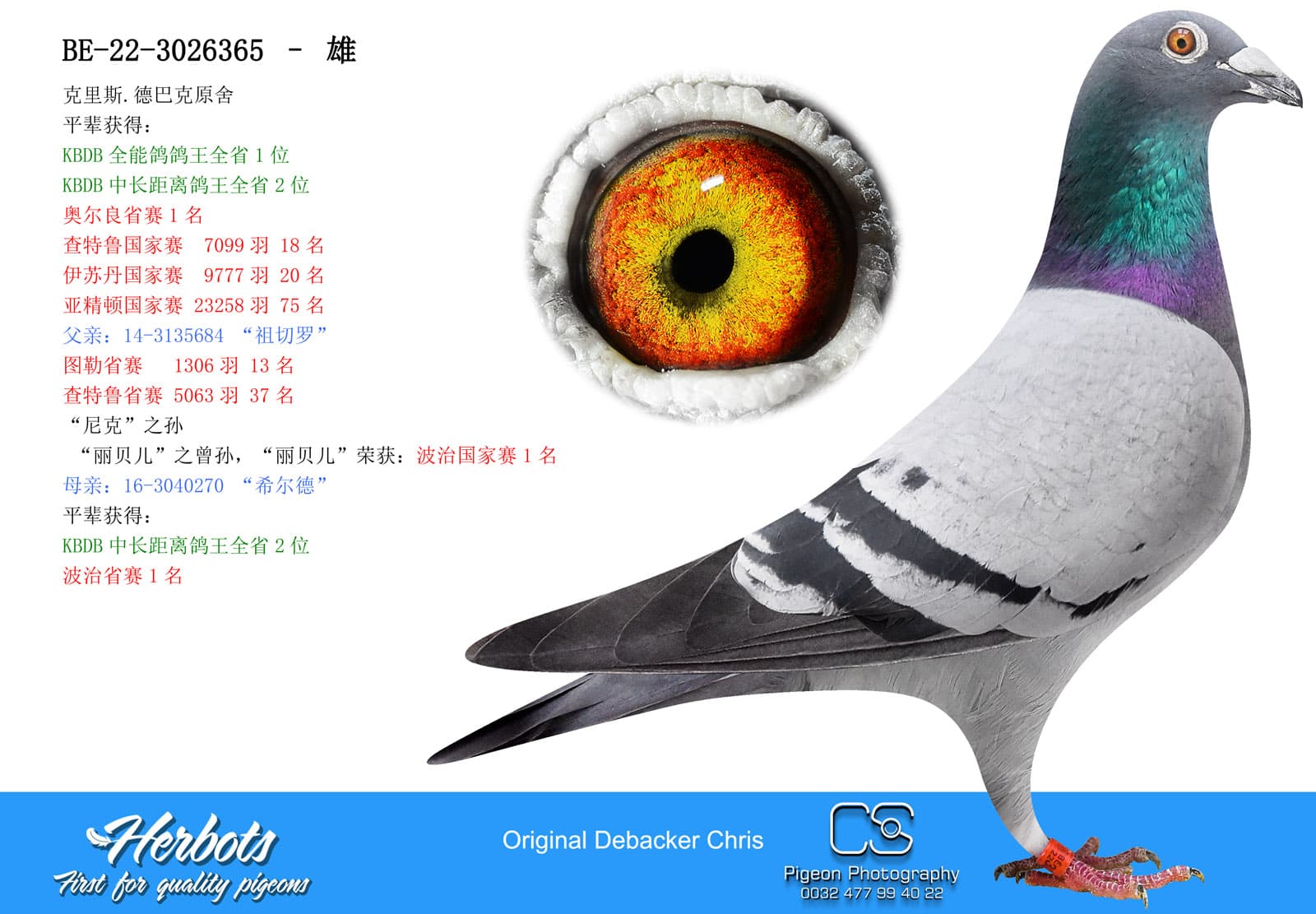 pigeon: undefined