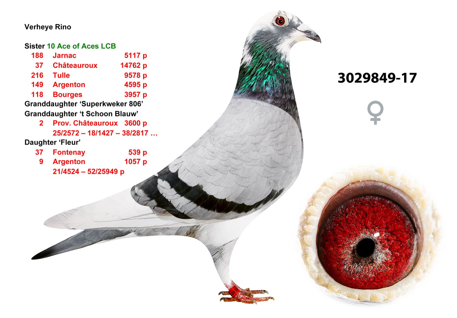 pigeon: undefined