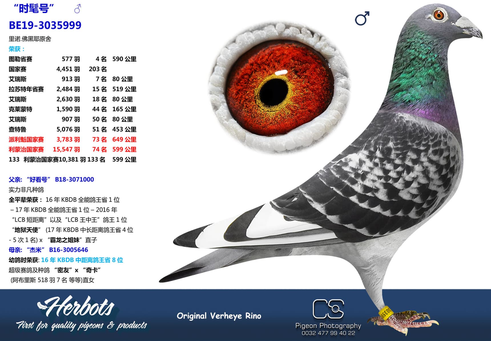 pigeon: “时髦号”