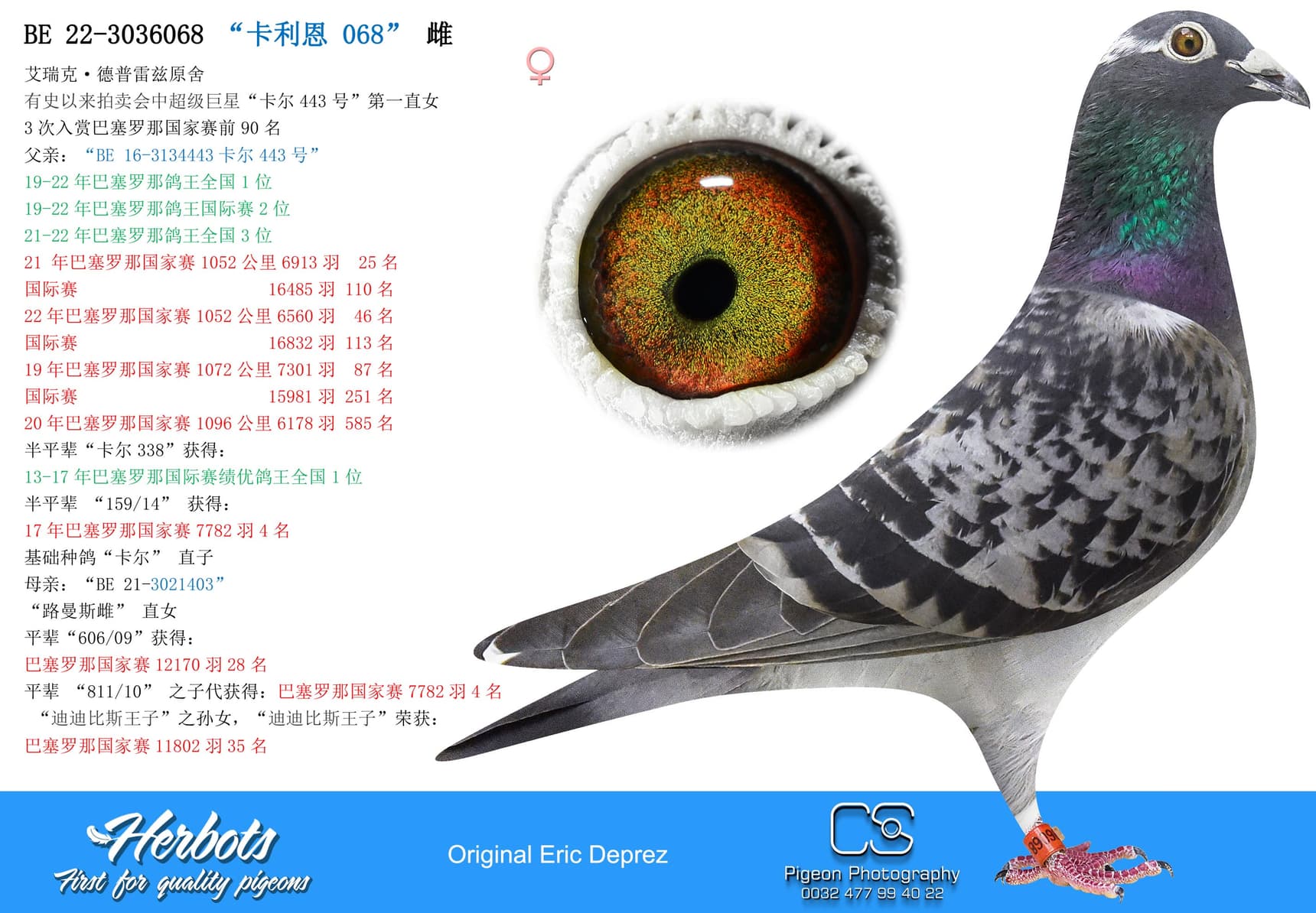 pigeon: “卡利恩 068”