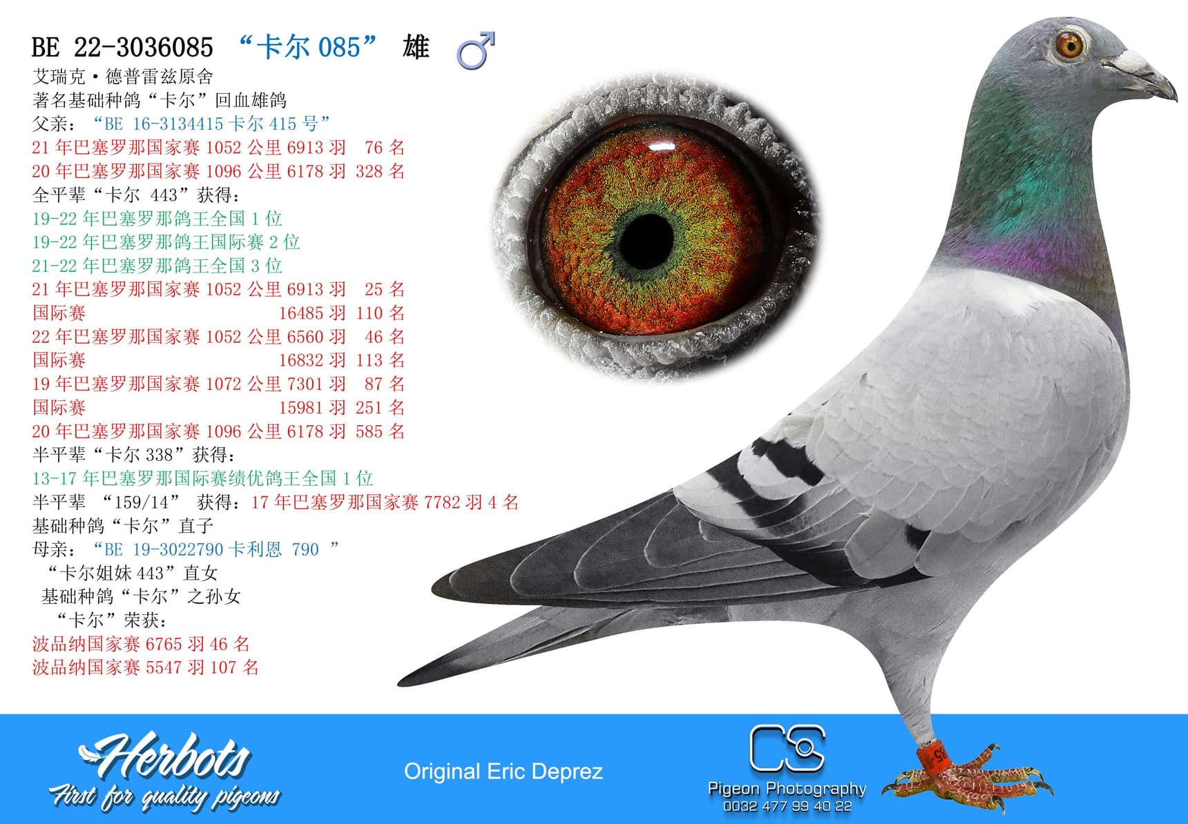 pigeon: “卡尔085”