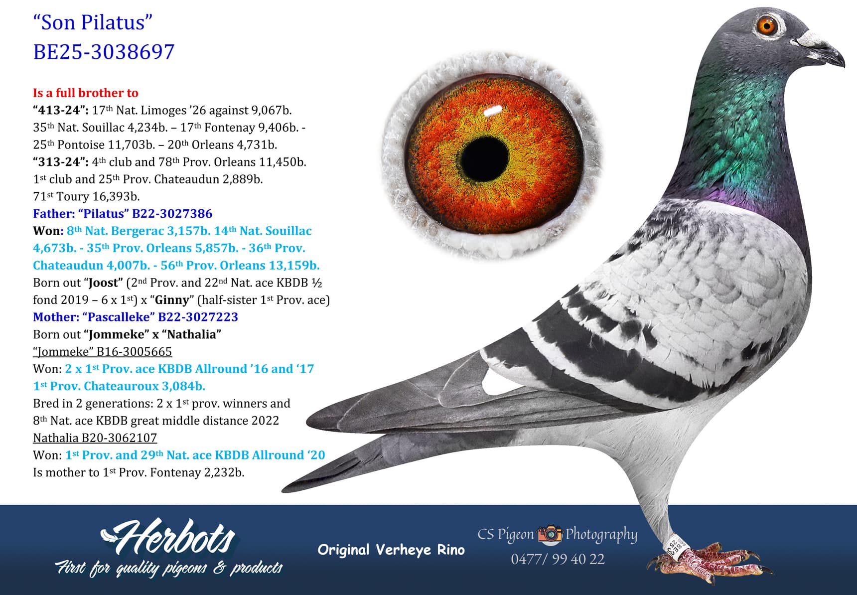 pigeon: undefined