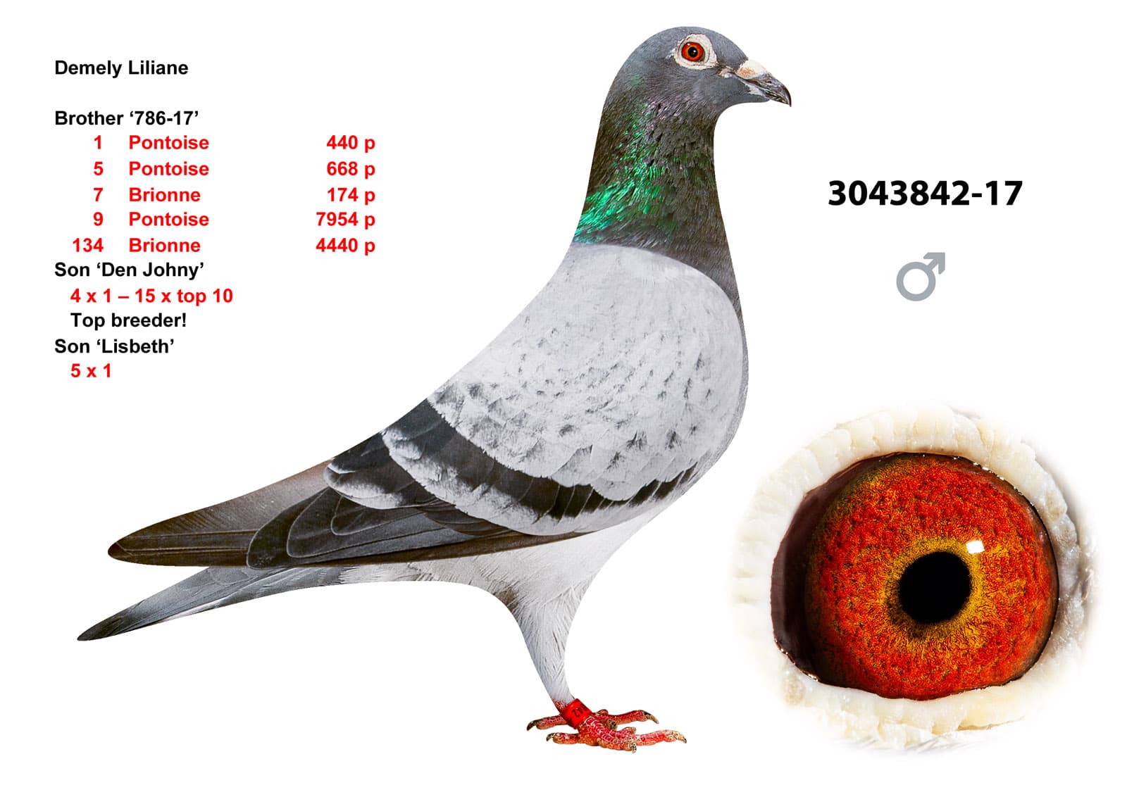 pigeon: undefined