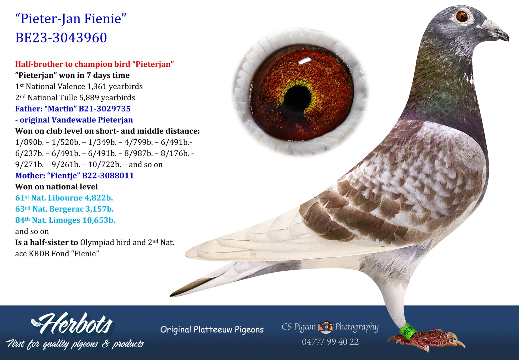 pigeon: undefined