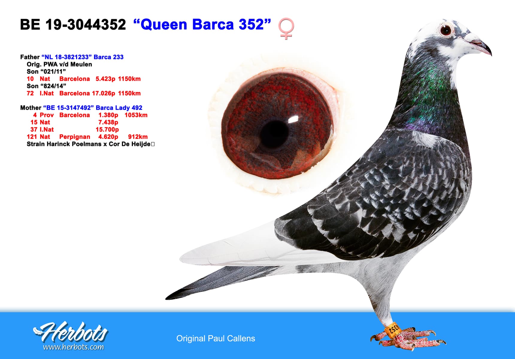 pigeon: undefined