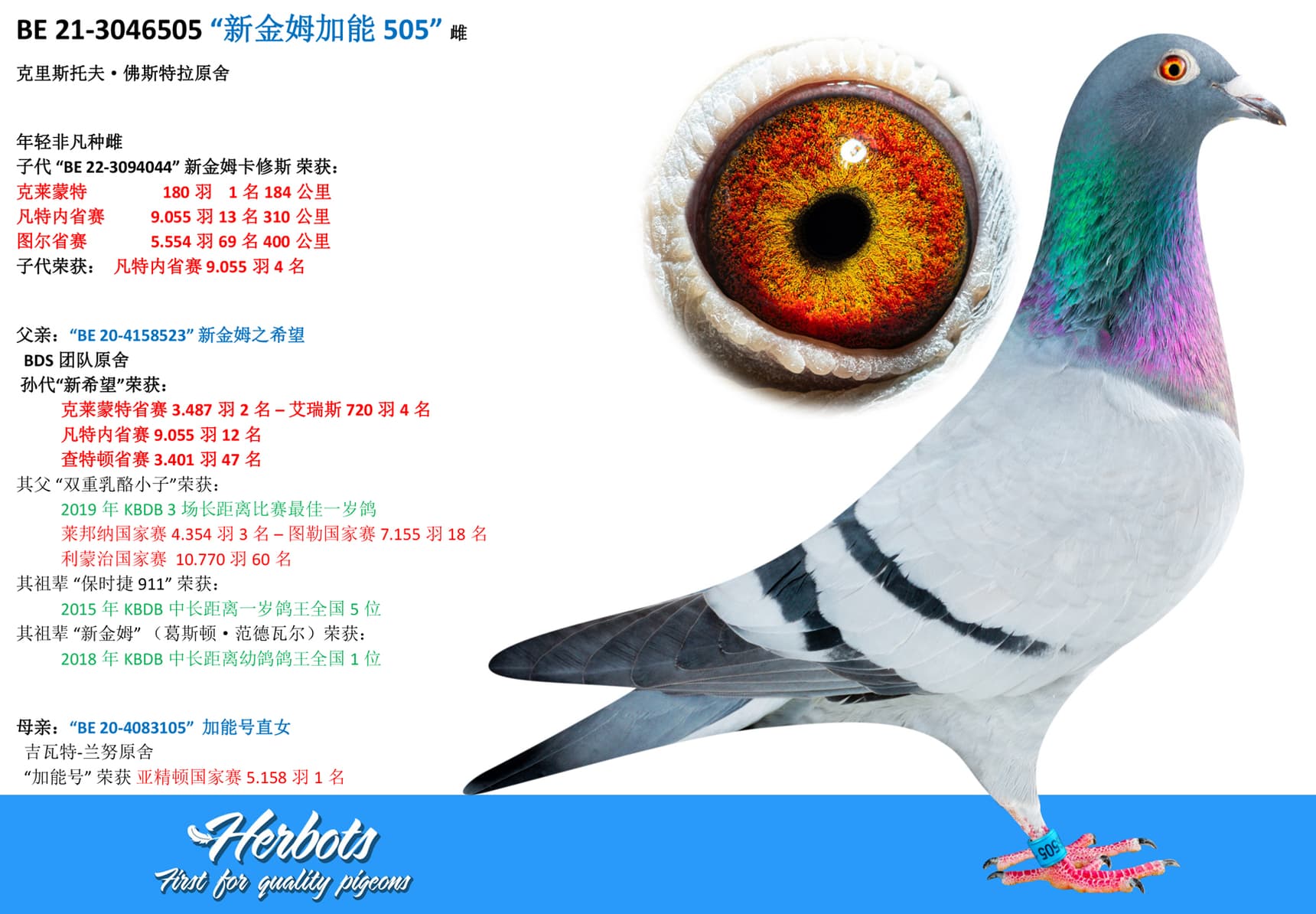 pigeon: “新金姆加能 505”
