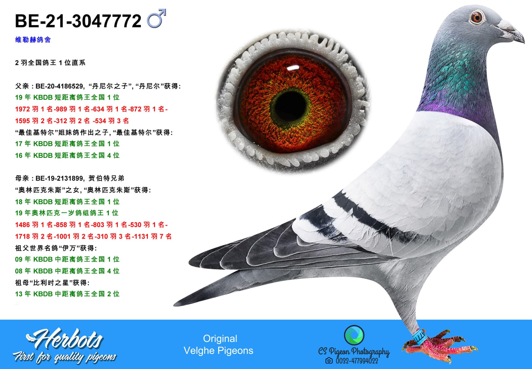 pigeon: undefined