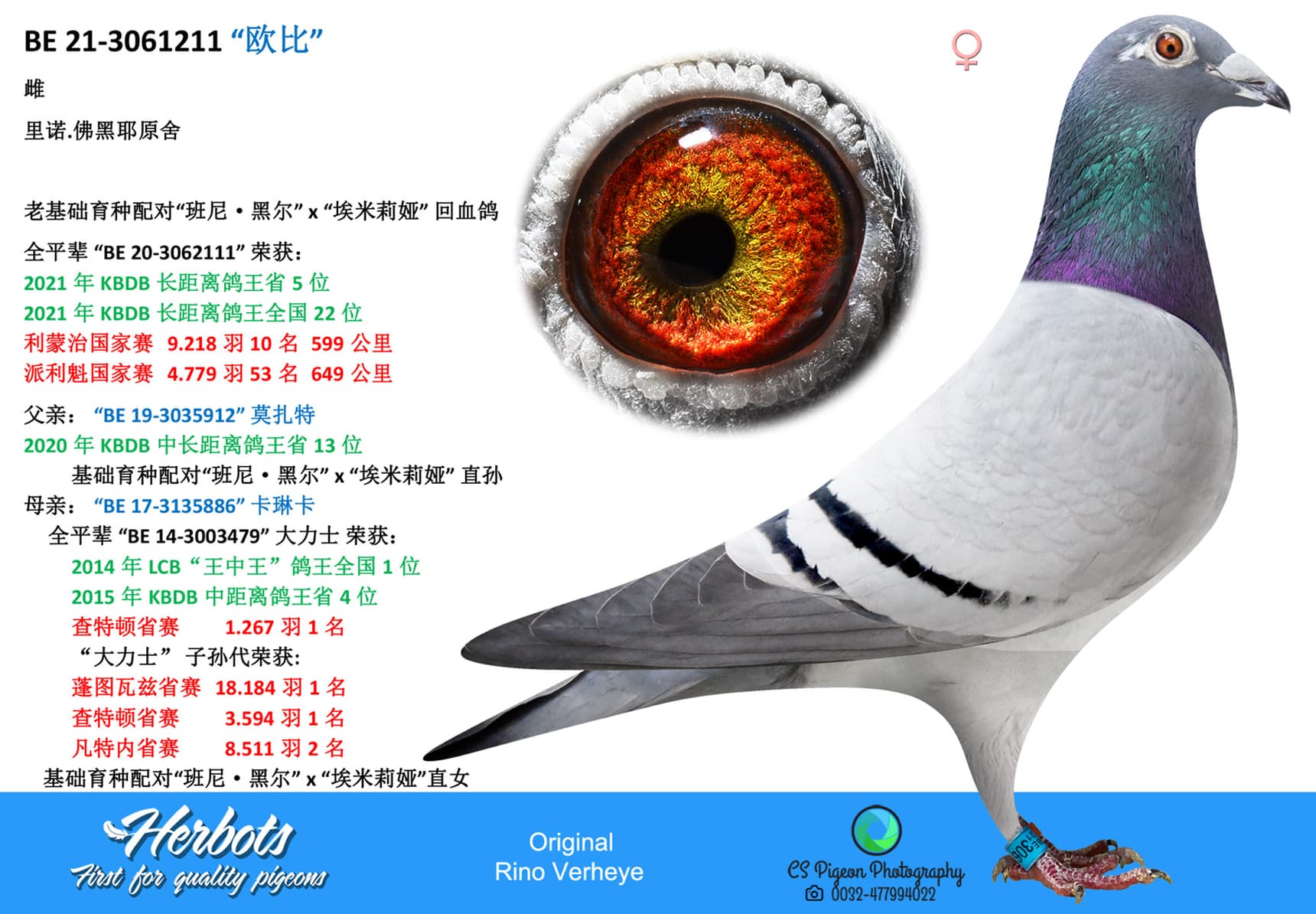 pigeon: “欧比”