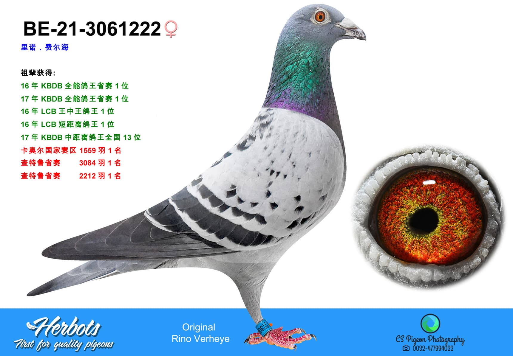 pigeon: undefined