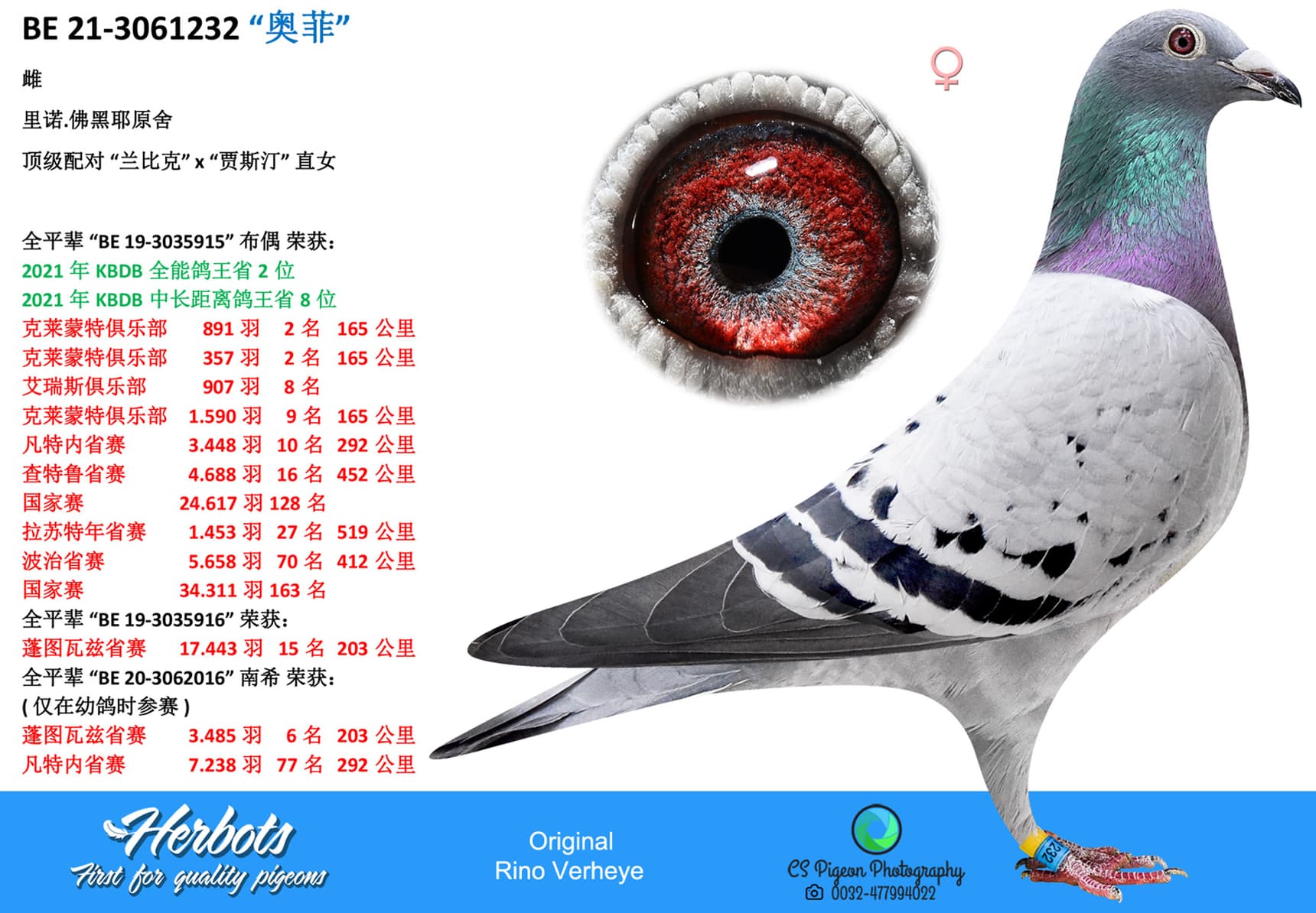 pigeon: “奥菲”
